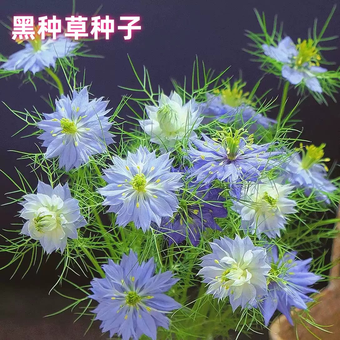 黑种草种子波斯宝石香草籽花束鲜花切花干花花卉室外庭院花籽蜜源