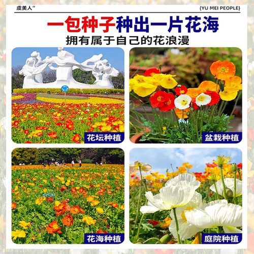 虞美人种子混色冰岛虞美人花种子春秋季播种庭院室外耐寒花种籽孑