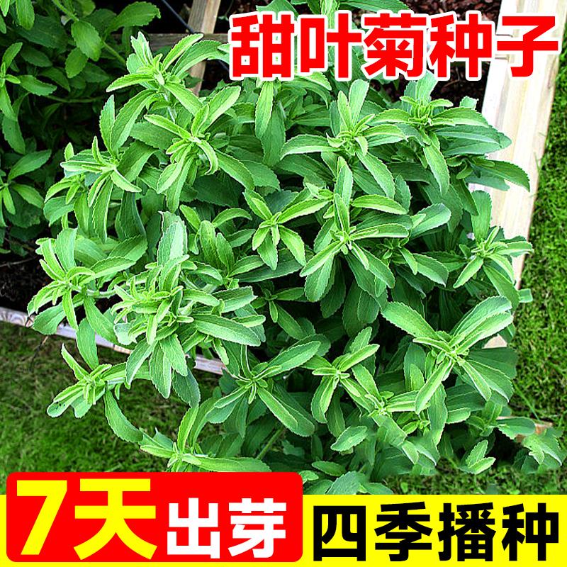 甜叶菊种籽甜菊香草蔬菜花种籽子阳台庭院室内外四季播种开花花卉