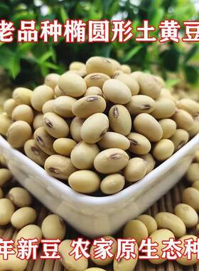 传统老品种椭圆黑脐黄豆种籽非转基因大粒高产耐旱毛豆种子蔬菜籽