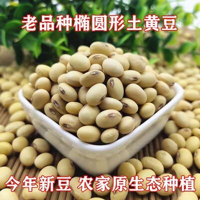 传统老品种椭圆黑脐黄豆种籽非转基因大粒高产耐旱毛豆种子蔬菜籽