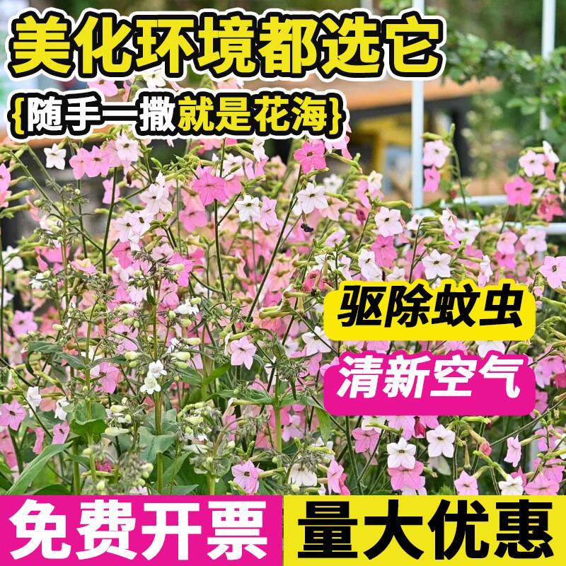 花烟草种子庭院美花混色大长烟仔草花籽多年生花坛室外阳台可盆栽