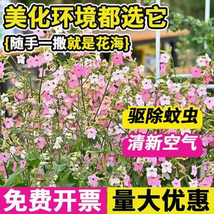 花烟草种子庭院美花混色大长烟仔草花籽多年生花坛室外阳台可盆栽