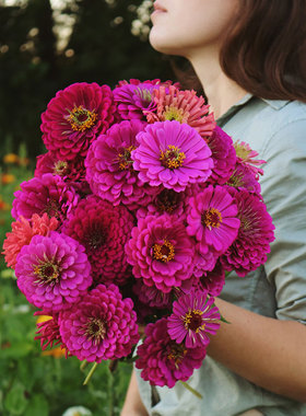 紫色花海婚礼花卉种子大花步步高花籽可切花室外盆栽春播四季开花