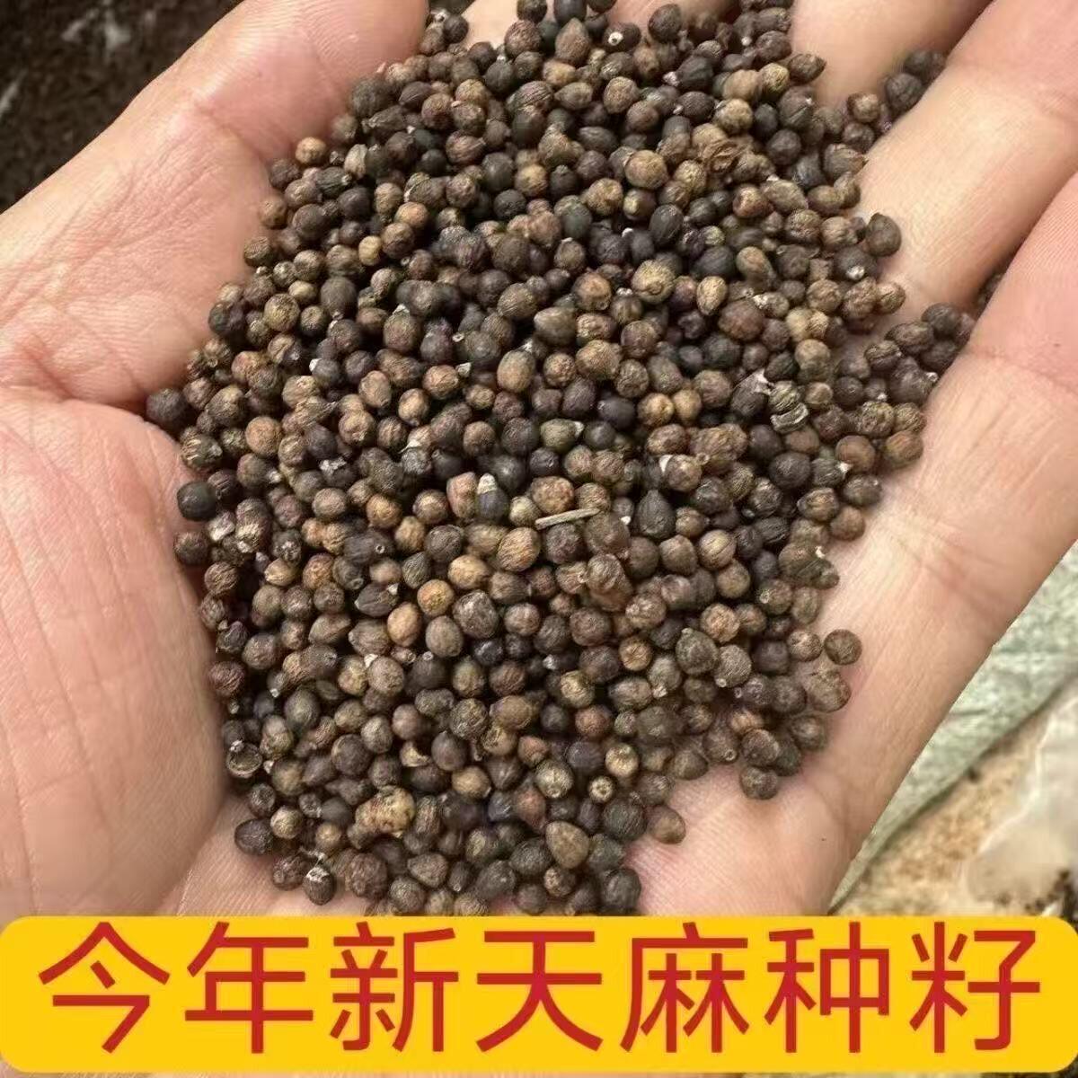 正宗天麻种子兰花科多年生草本植物耐湿耐阴宿根种球花卉阳台室外图片