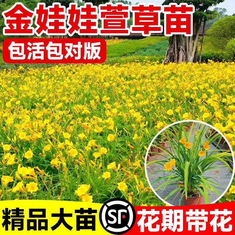 四季开花金娃娃萱草花苗大花萱草忘忧草耐寒植物花卉盆栽工程用苗图片