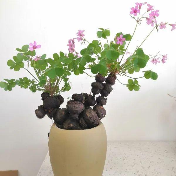 办公室桌面阳台微型盆景酢浆草球