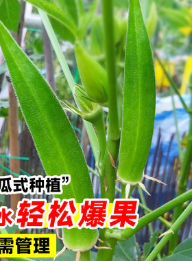 黄秋葵种子水果红秋葵蔬菜籽好种易活春季四季播生长快耐热高产量