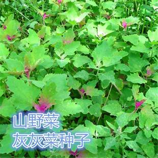 野生灰灰菜种子四季播蔬菜种子老品种野菜养生菜种子阳台盆栽种子
