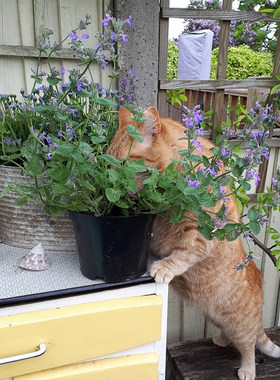 猫草猫薄荷种子小荆芥猫咪零食化毛草籽多年生室外盆栽观赏驱蚊草