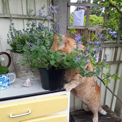 观赏驱蚊芳香猫薄荷种子夏秋开花