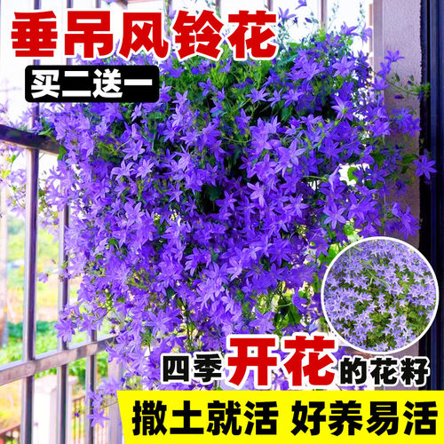 垂吊风铃花种子四季播种开花盆栽花卉花籽室外阳台庭院花种籽子孑