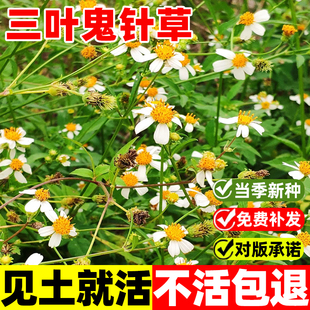 鬼针草种子中药材野生三叶鬼真草归针草鬼钗草种籽四季易活高产苗