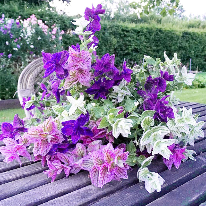 驱蚊虫花卉植物芳香彩色鼠尾草花种子籽四季播种开花林荫耐寒护坡
