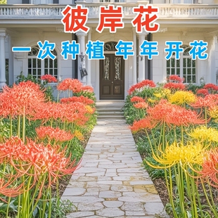 彼岸花种球宿根盆栽曼陀罗珠沙华多年生石蒜四季开花卉室内外植物