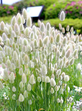 兔尾巴草种子观赏草民宿好养易活室内外花种子籽庭院盆栽网红花卉