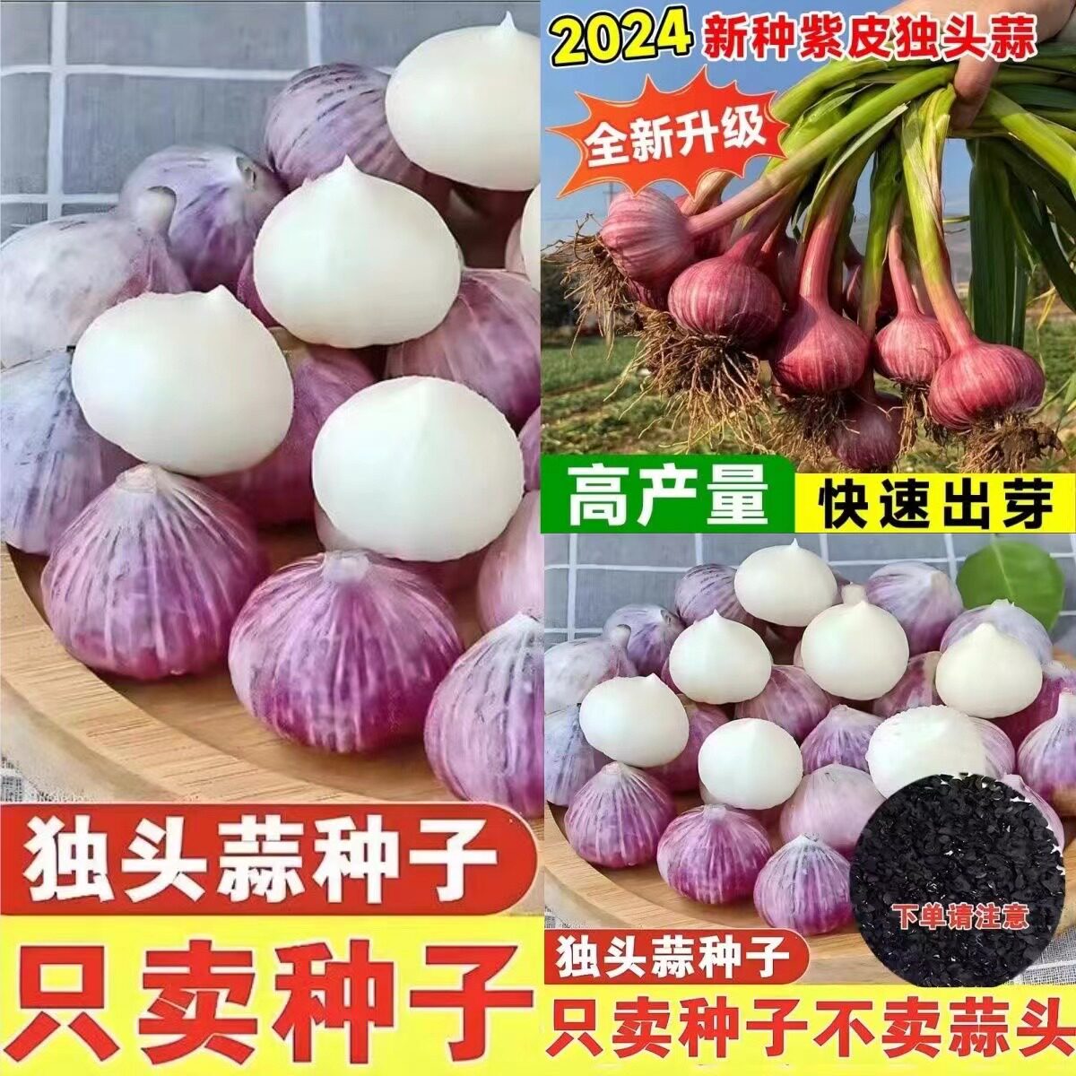 独头蒜种子紫皮云南农家红根蒜苗种籽孑大蒜四季种植蒜苔盆栽蔬菜