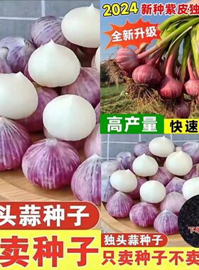 独头蒜种子紫皮云南农家红根蒜苗种籽孑大蒜四季种植蒜苔盆栽蔬菜