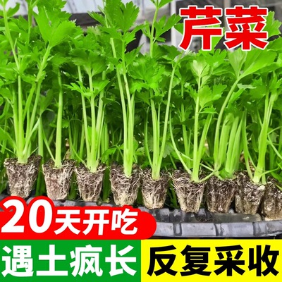 四季小香芹菜种子芹菜籽香味浓郁传统农家播种蔬菜种子大全老品种