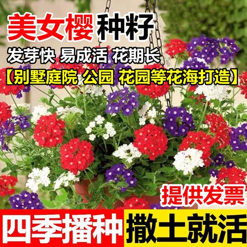 细叶美女樱种子见土就活花种美人樱盆栽铺地锦四季开花绣球美女籽
