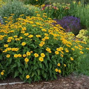 宿根多年生花卉小向日葵种籽免打理花籽可切花室外花园耐阴耐寒热