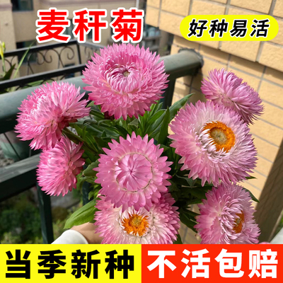 适合春夏秋天庭院室内外小区播种花籽麦秆菊种子四季易活花卉植物
