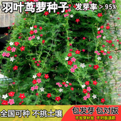 庭院植物花卉爬藤花种籽子耐阴耐热耐旱羽叶茑萝花种子五角星花籽