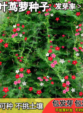 庭院植物花卉爬藤花种籽子耐阴耐热耐旱羽叶茑萝花种子五角星花籽