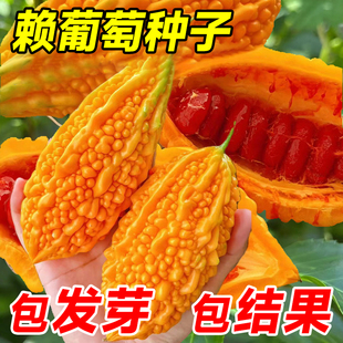 水果赖葡萄种子籽小濑瓜金铃子蔬菜籽苦瓜种子南北方室内外爬藤花