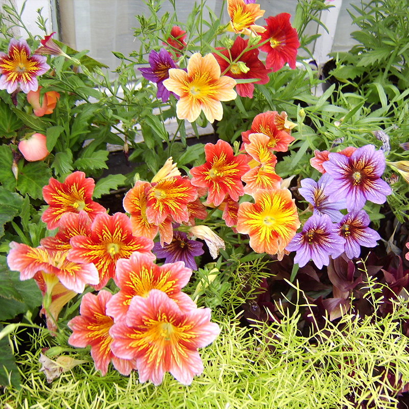 篱田大花大花庭院花坛美人襟种