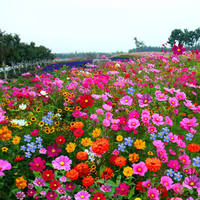 Marigold seeds are heat-resistant, mosquito-repellent and snake-repellent flowers, suitable for planting in rural courtyards in spring, with a long flowering period thumbnail 6