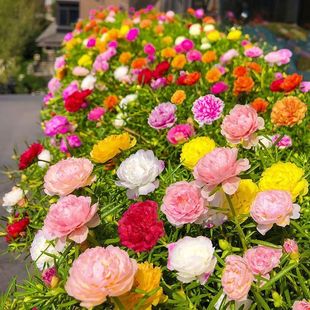 重瓣太阳花种孑很矮不高草坪花种籽子七彩花籽室内外易活盆栽花卉