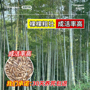 大型巨龙竹种子竹笋苗四季户外庭院园林种植可食用竹种籽耐寒耐热