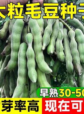 青食毛豆种子青豆早熟高产大粒五谷杂粮蔬菜种孑家庭院农作物盆栽