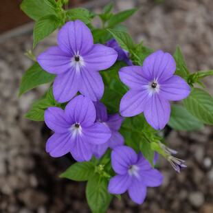 蓝英花种子布洛华丽星星花铃铛花花园林石头缝树林庭院民宿花种籽