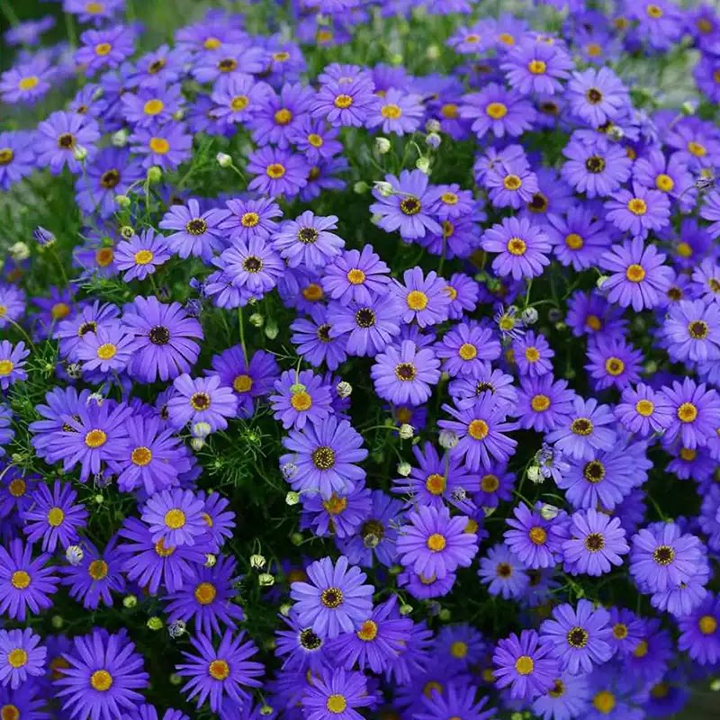 蓝色小花春秋季播种的花种子大全五色菊种子庭院花坛花镜点缀造景图片