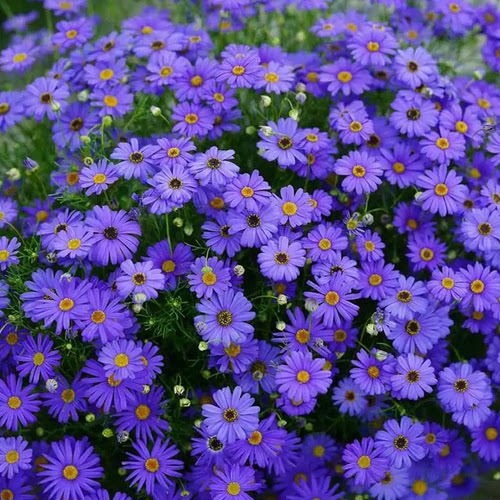 蓝色小花春秋季播种的花种子大全五色菊种子庭院花坛花镜点缀造景