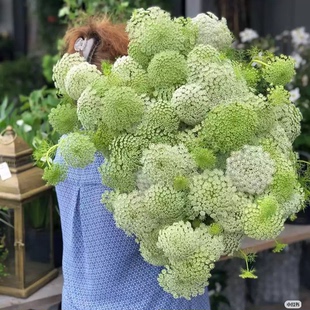 大阿米芹种子白雪花雪珠花籽可切花花镜室外花园自己种结婚手捧花