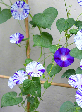 牵牛花种孑喇叭花爬藤宿根美国大牵牛花籽院子护栏马路边好活种子