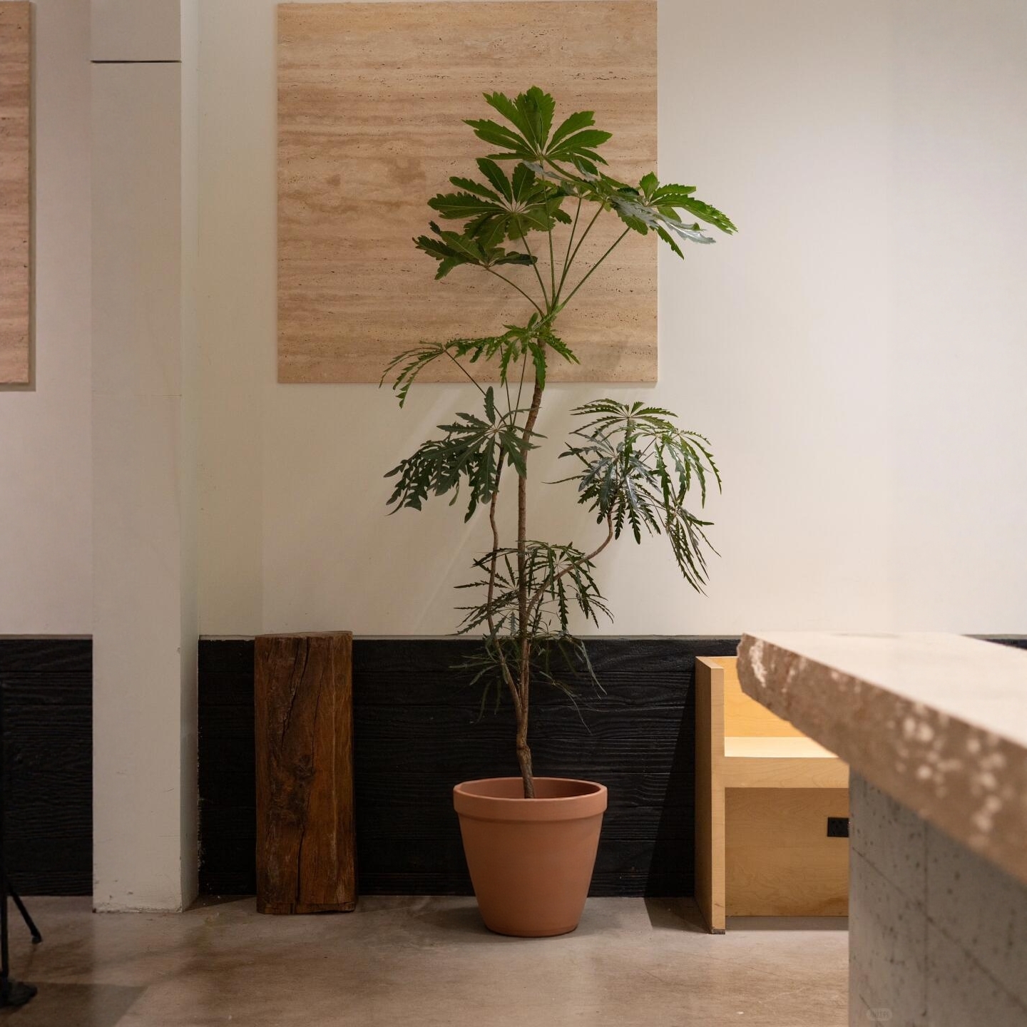 造型孔雀木盆栽侘寂风极简网红