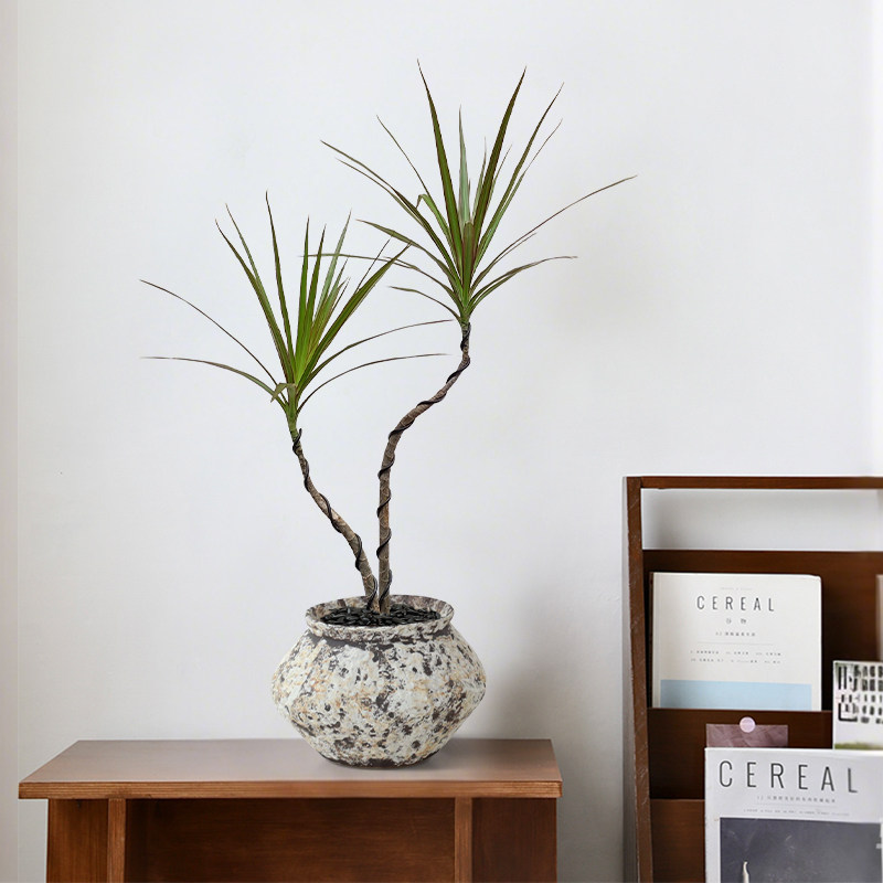 青叶千年木桌面盆栽盆景植物室内中式客厅办公室ins高级感绿植