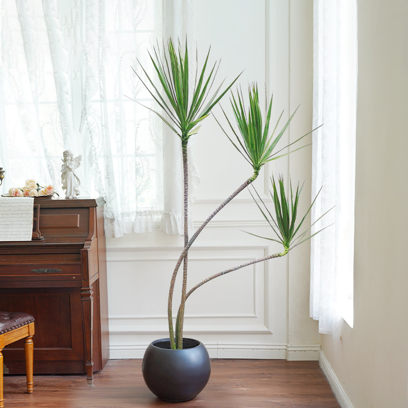 造型青叶千年木盆栽室内客厅植物高级感中古风绿植龙血树马尾铁