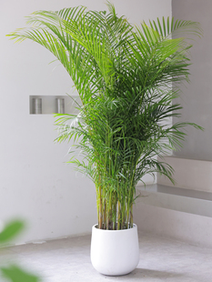 散尾葵植物盆栽客厅凤尾竹室内大型绿植办公室好养净化空气除甲醛