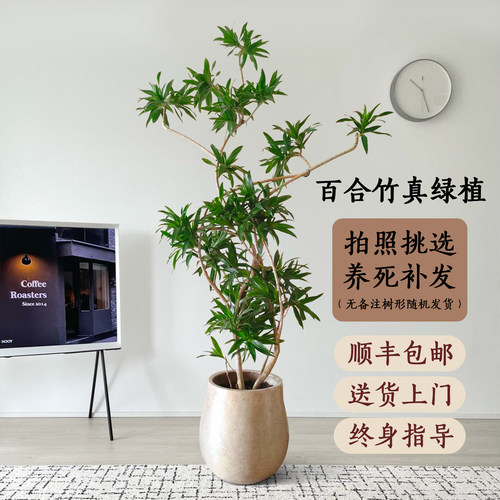 高级艺术感飘逸客厅绿植