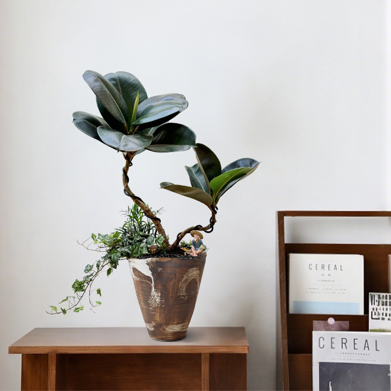 绿金刚橡皮树桌面盆栽绿植四季好养室内客厅咖啡厅ins小众植物
