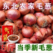 正宗东北毛葱5斤新鲜 农家干毛葱鬼子葱小圆葱洋葱红葱非10斤包邮