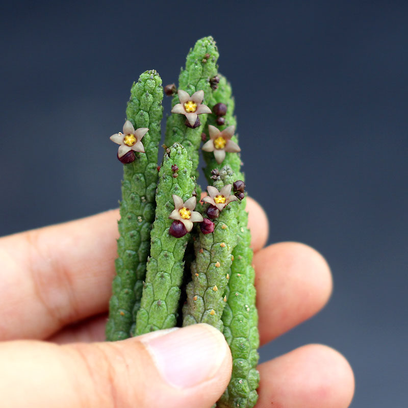 Minipot园艺枣花青龙角萝藦科开花迷你五角星花多肉植物盆栽 蜂蜜的作用与功效 专业蜜蜂养殖蜂产品知识资讯网 蜂行天下网