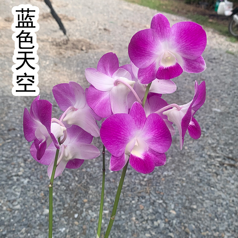 【蓝色天空】泰国秋石斛兰花大花进口洋兰珍藏绿植花卉基地 鲜花速递/花卉仿真/绿植园艺 国兰/杂交兰/洋兰类 原图主图