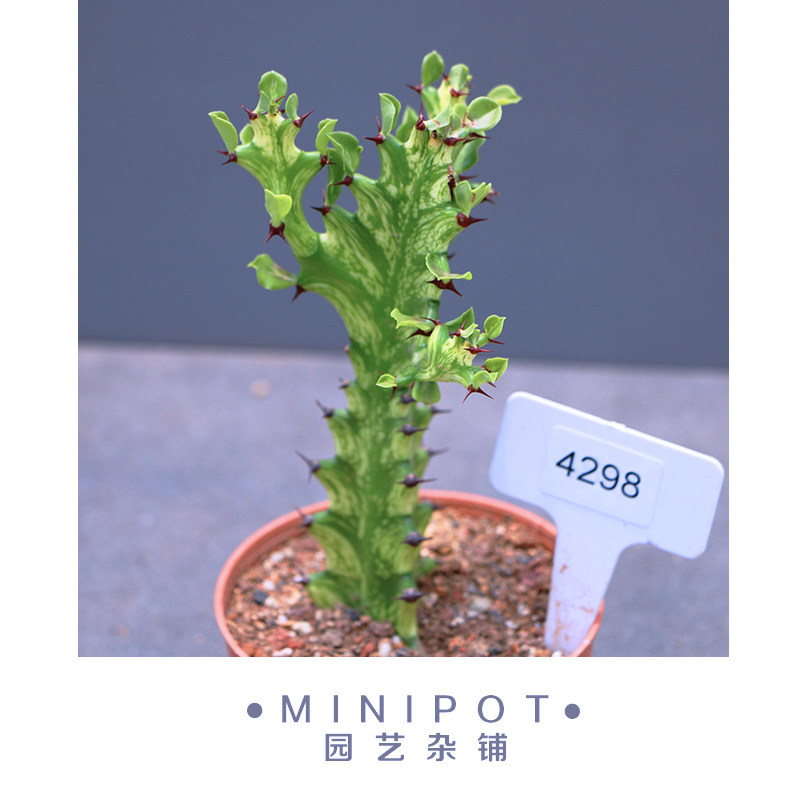 minipot园艺 巴西龙骨锦造型大戟科仙人掌科橱窗造景绿植美观布置