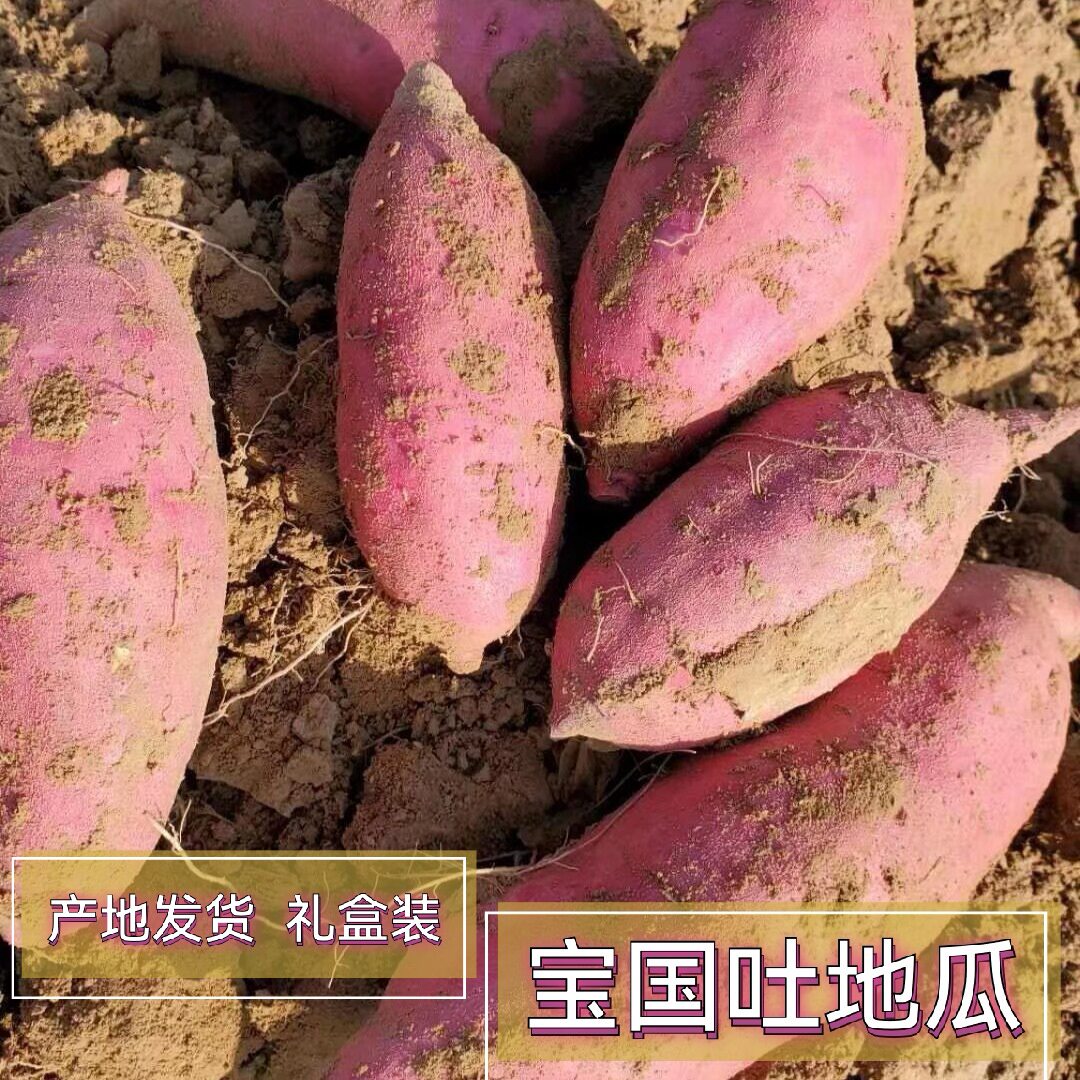 敖汉宝国吐地瓜老品种现挖现发白心红薯老式地瓜薄皮地瓜番薯